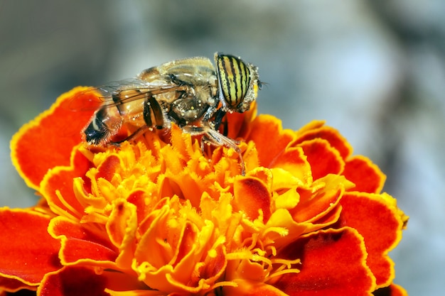Close up of bee standing on flower