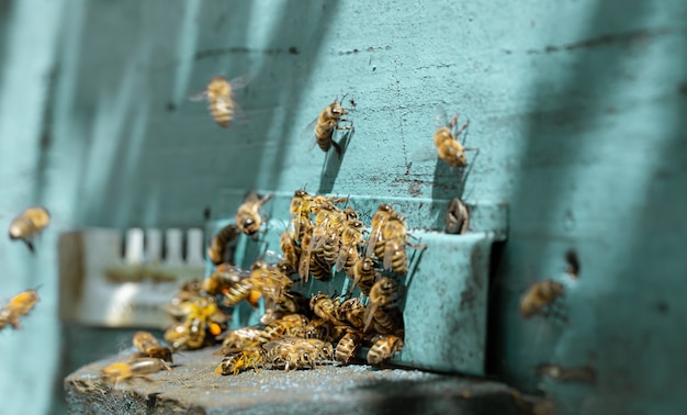 Close-up of a bee swarm on a wooden hive in an apiary.