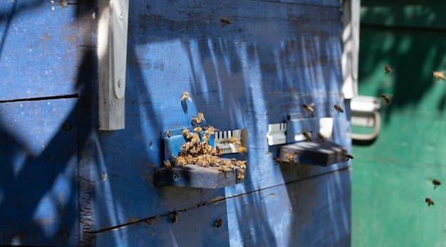 Close-up of a bee swarm on a wooden hive in an apiary