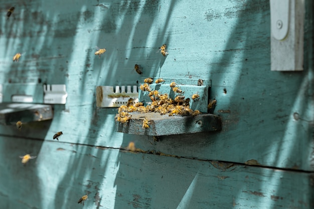 Close-up of a bee swarm on a wooden hive in an apiary