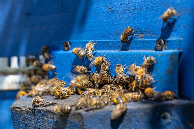 Close-up of a bee swarm on a wooden hive in an apiary