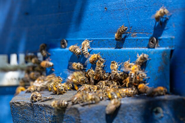 Close-up of a bee swarm on a wooden hive in an apiary