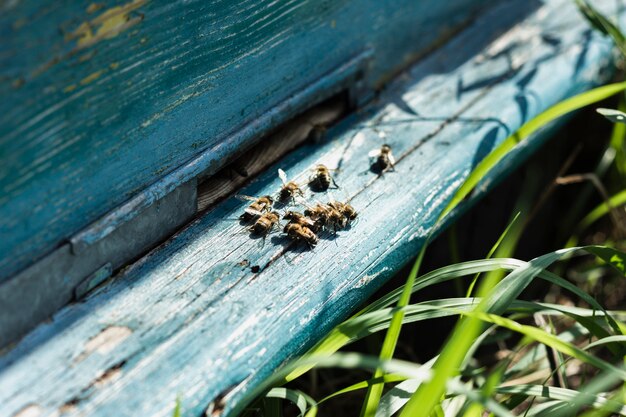 木製のハイブの上に座ってクローズアップミツバチの巣箱