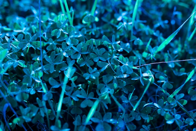 Free photo close-up of bermuda buttercup leaves in background