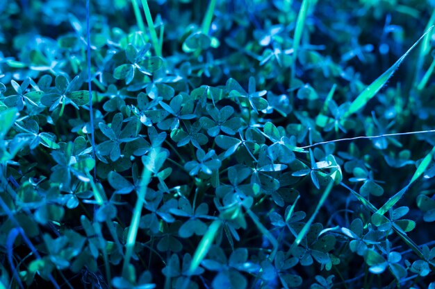 Close-up of bermuda buttercup leaves in background