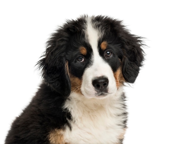 bernese mountain dog puppy white