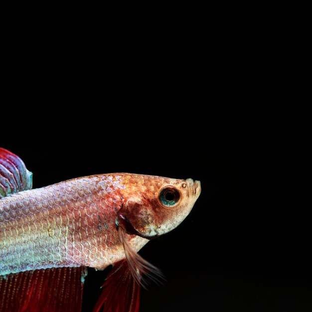 Close-up betta fish in a corner looking up