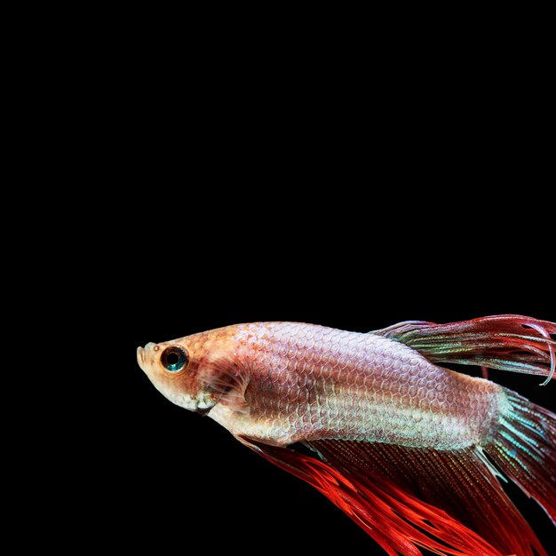 Close-up betta fish with copy space