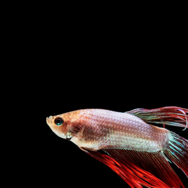 Close-up betta fish with copy space