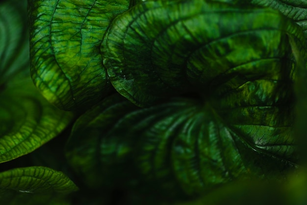 Free photo close-up big leaves