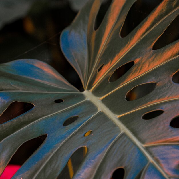 Close up of big plant leaf with holes