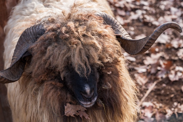 Close up of a bighorn ram