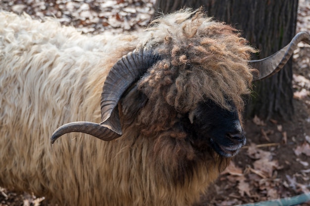 Close up of a bighorn ram