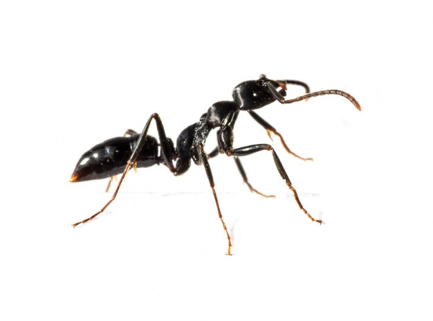 Крупным планом черный муравей