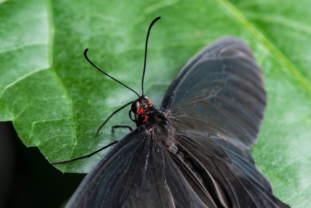 Foto gratuita chiuda sulla farfalla nera con le ali aperte