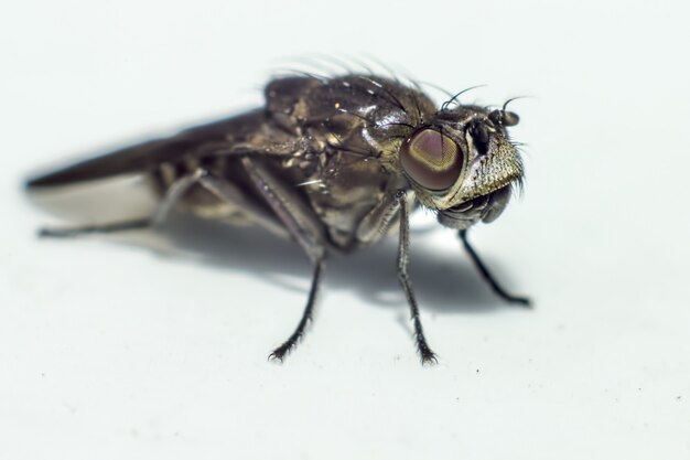 分離された黒い昆虫のクローズアップ