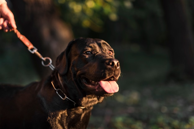 Close-up of black labrador retriever sticking his tongue out