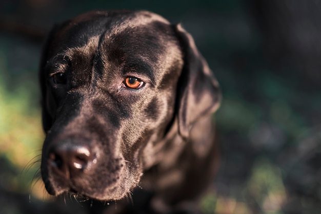 Free photo close-up of black labrador retriever