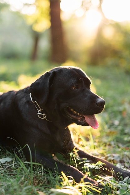 Close-up of a black labrador sticking out tongue lying on grass