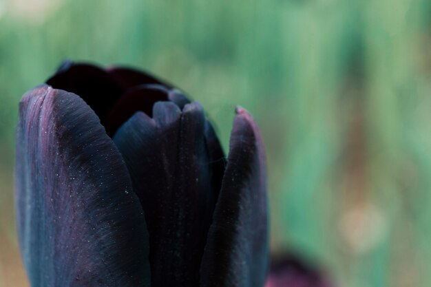Крупный план черного тюльпана
