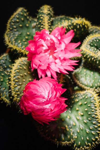 Close-up blooming cactus