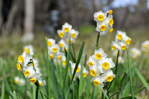Close-up of blooming daffodils