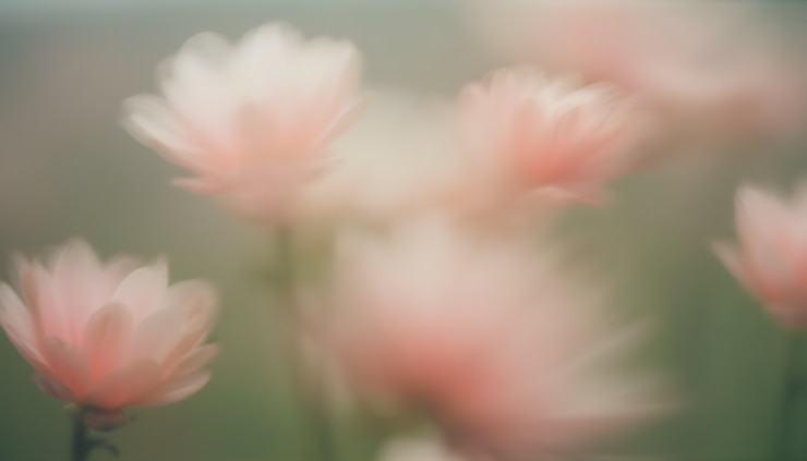 무료 Photo 자연 에서 꽃 이 피는 것 을 근접적 으로 찍는 것
