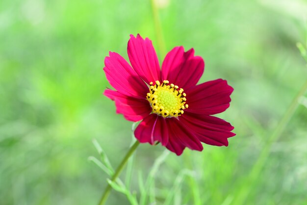 ステムと咲く花のクローズアップ