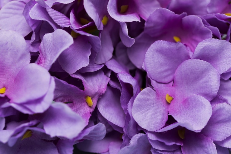 Free Photo close-up blooming flowers
