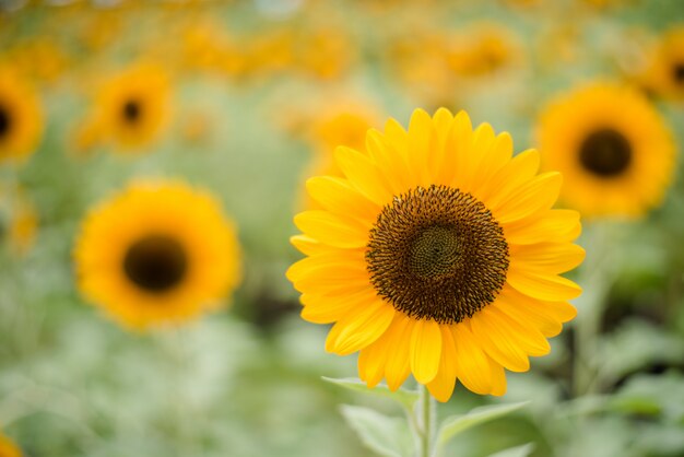 Close up of blooming sunflower in the field with blurred nature background.