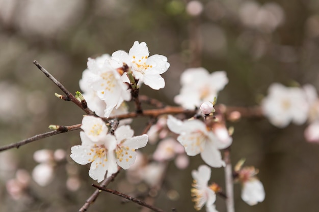 Primo piano del ramoscello in fiore con sfondo sfocato