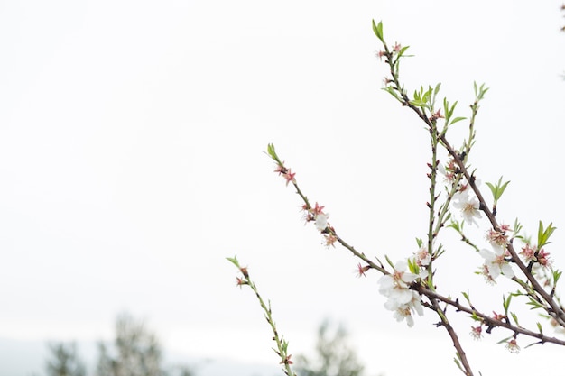 Close-up of blooming twig