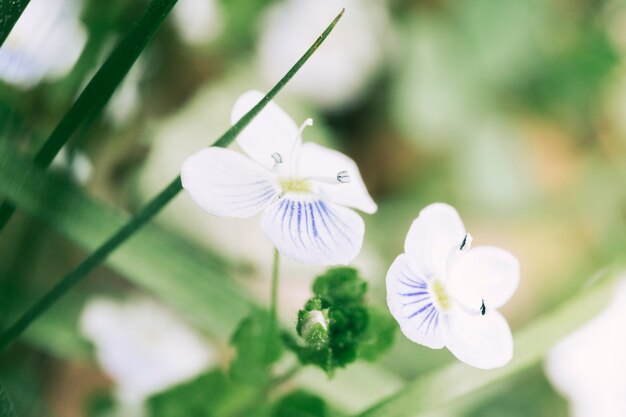 咲く白い花のクローズアップ