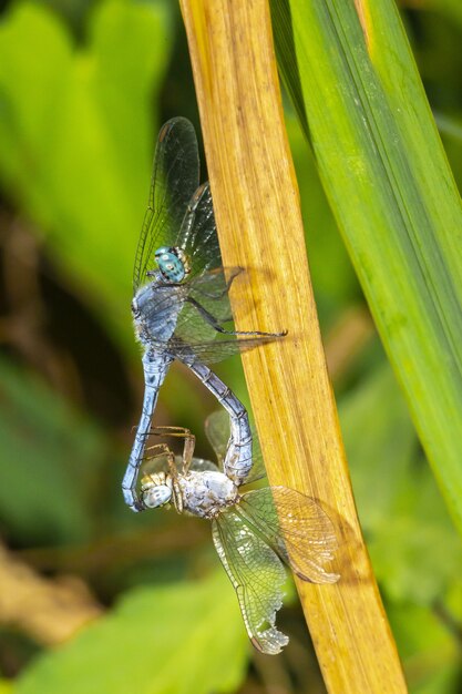 Free photo close up of blue dragonflies on plant