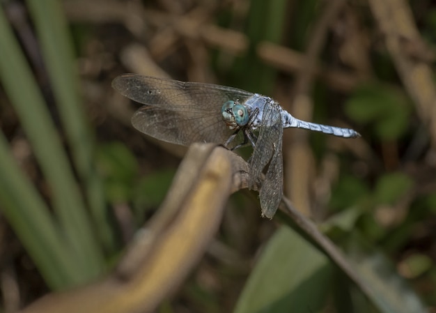 Close up of blue dragonfly on plant