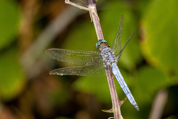 Close up of blue dragonfly on plant