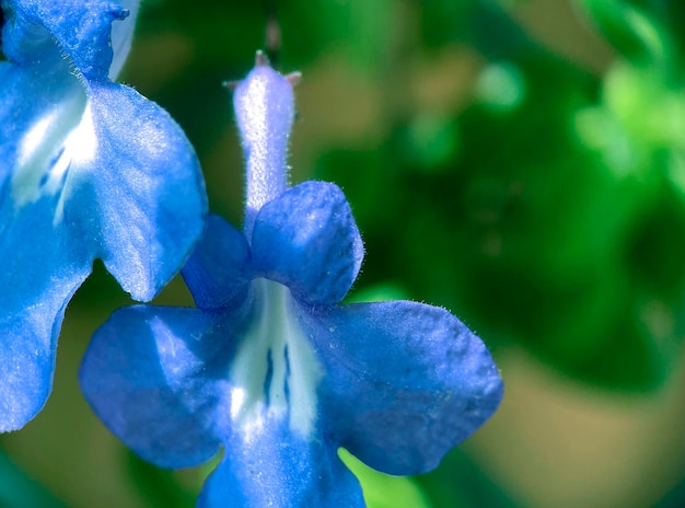 緑の背景に青い花の接写