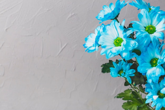 Free photo close-up blue flowers