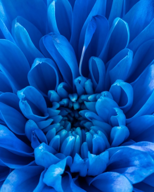 クローズアップの青い花びらのマクロの性質