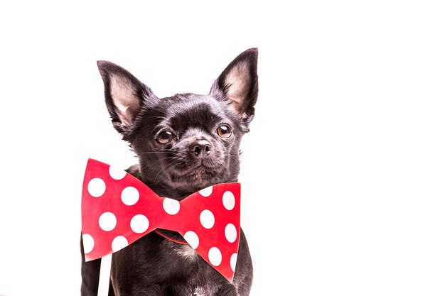 Close-up of a boston terrier dog with bowtie