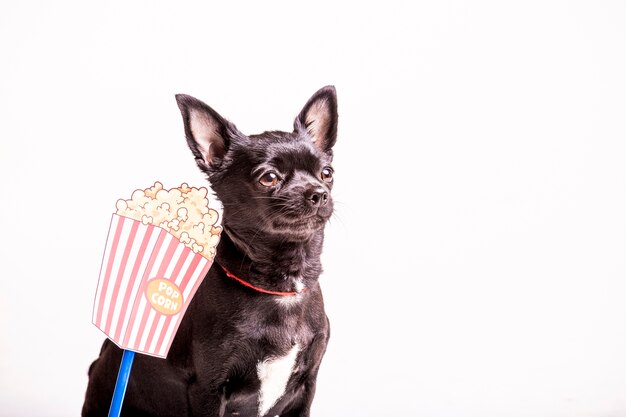 Close-up of a boston terrier dog with popcorn