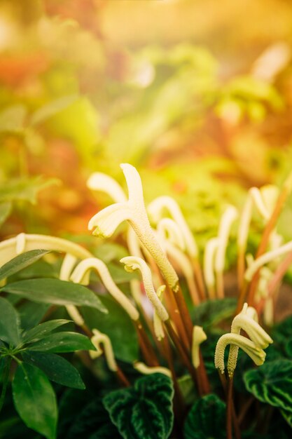 日光の下で茎を持つ植物のエキゾチックな植物のクローズアップ