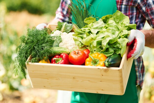 Закройте коробку с овощами в руках зрелого человека
