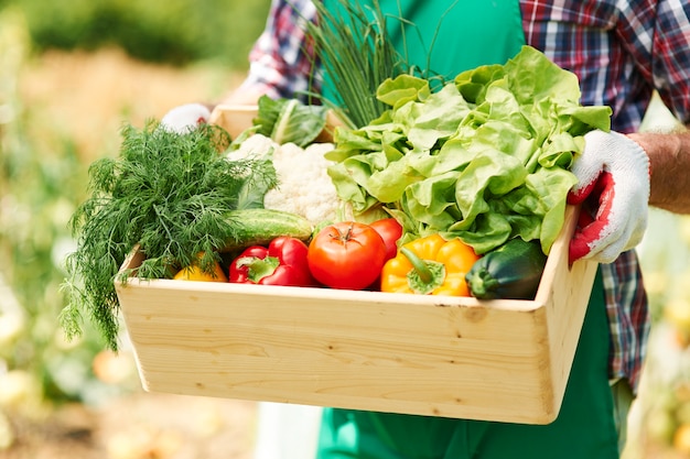 Close up of box with vegetables in hands of mature man