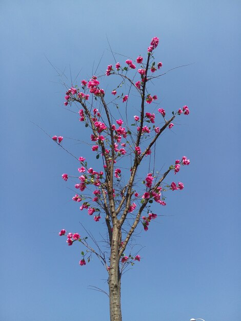Close-up of branch on blue sky background