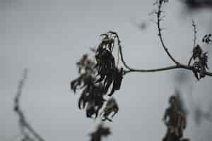 Foto gratuita ramo del primo piano con le foglie secche di caduta