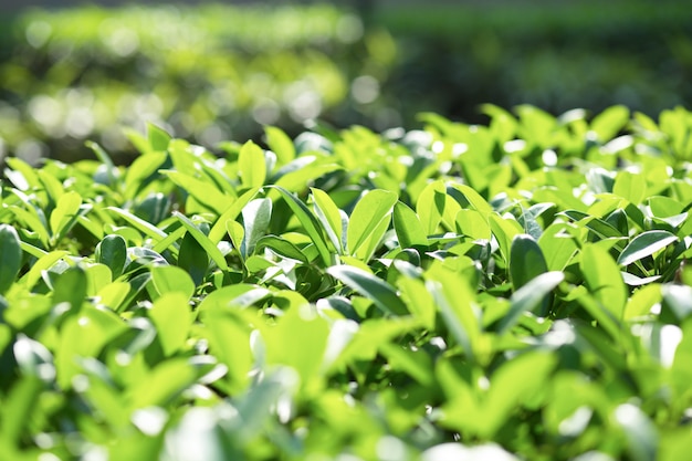 Close-up of bright bush