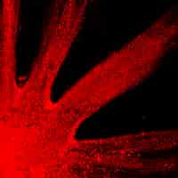 Free photo close-up of a bright red holi color with abstract design on black surface