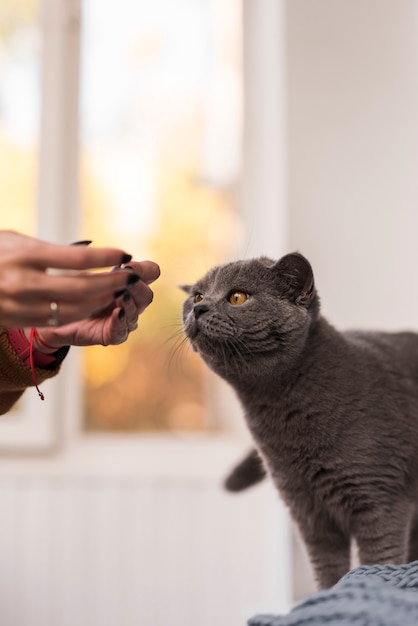 Close-up of british shorthair cat with owner