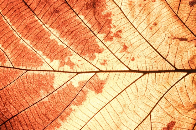 Крупным планом коричневый лист текстуры